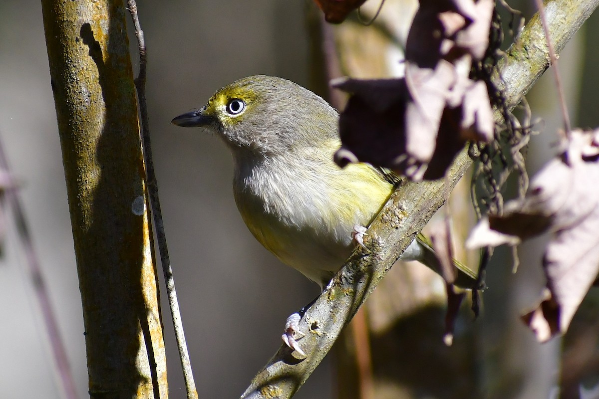 White-eyed Vireo - ML402924481