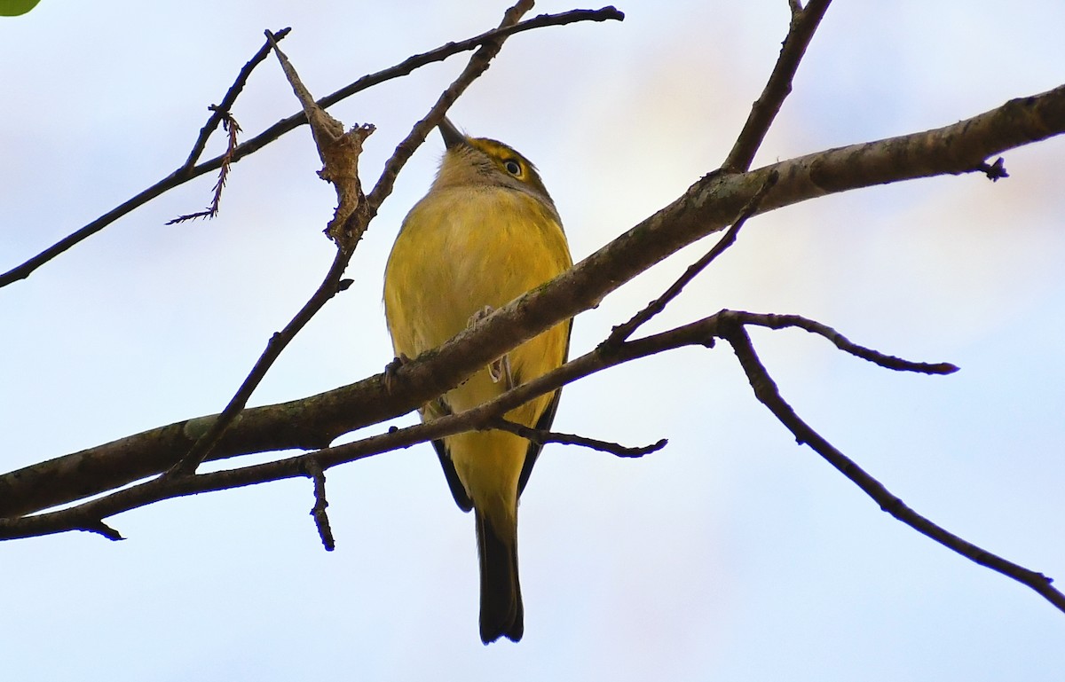 White-eyed Vireo - Leesa Brown