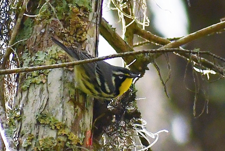 Yellow-throated Warbler - Leesa Brown