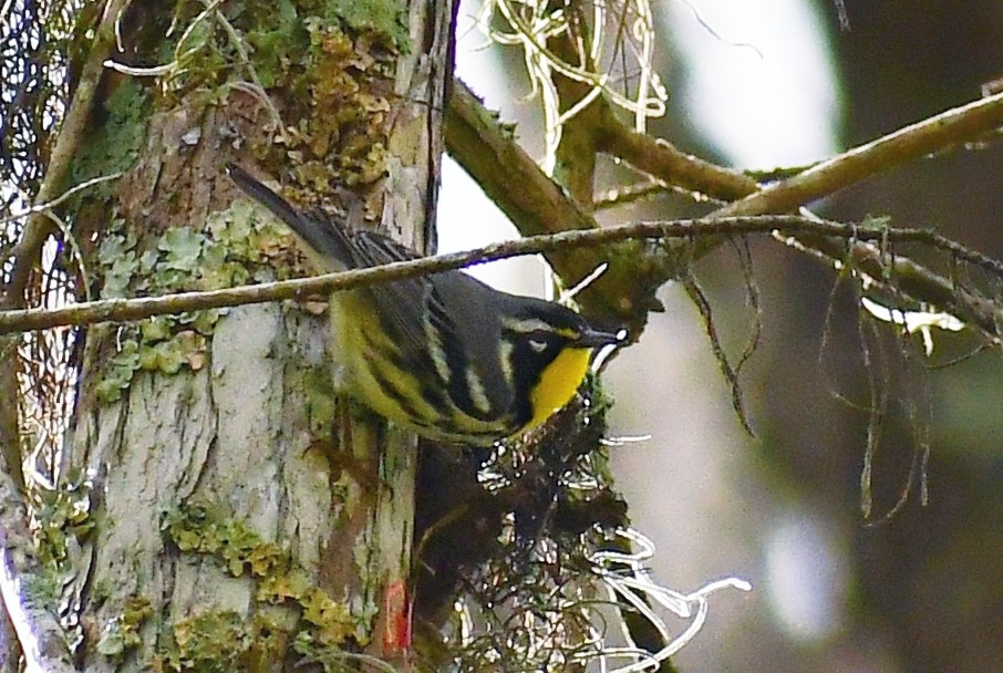 gulstrupeparula - ML402924811