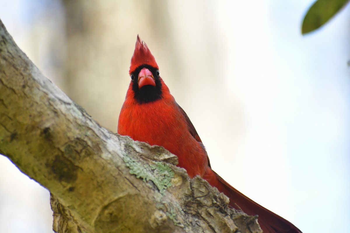 Northern Cardinal - ML402925161