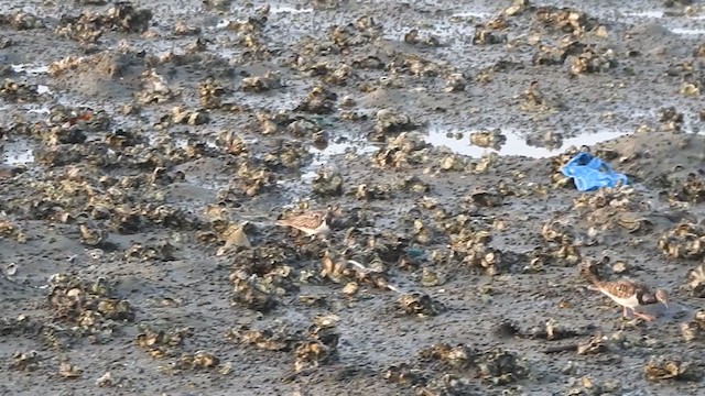 Ruddy Turnstone - ML402925341