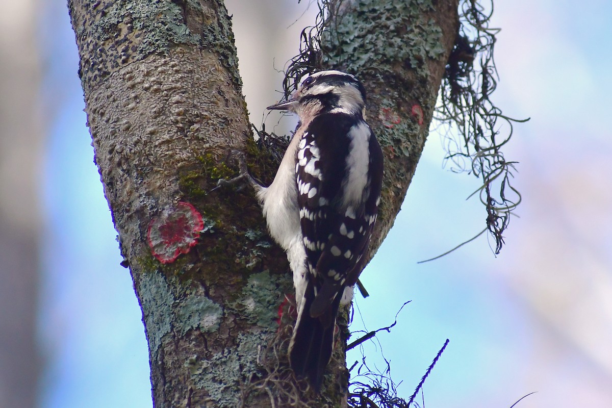 Downy Woodpecker - Leesa Brown