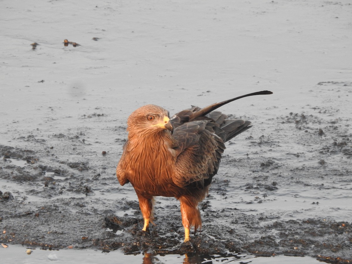 Black Kite - ML402925591