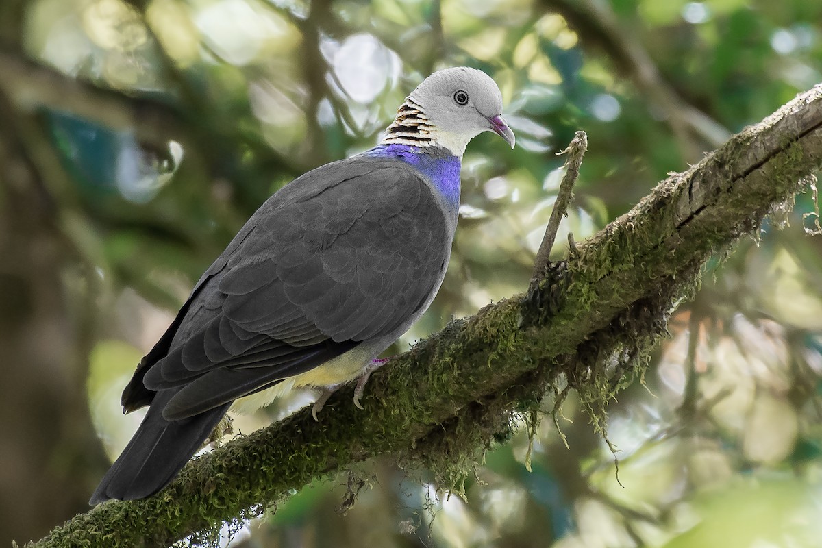 Ashy Wood-Pigeon - Natthaphat Chotjuckdikul