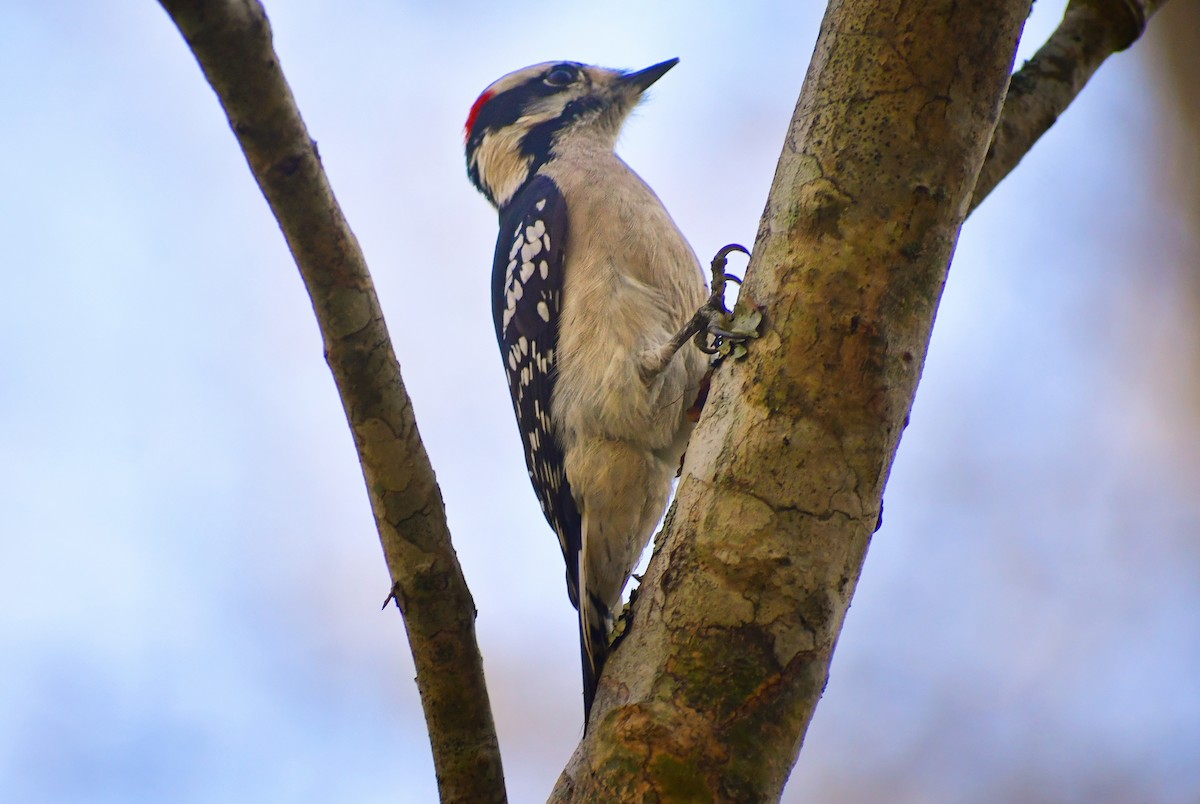 Downy Woodpecker - Leesa Brown