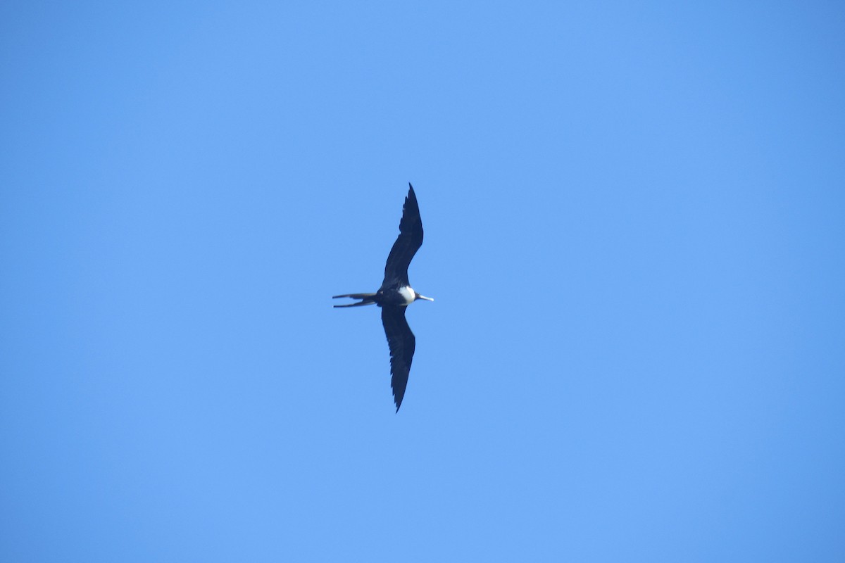 Magnificent Frigatebird - Aneth Pérez