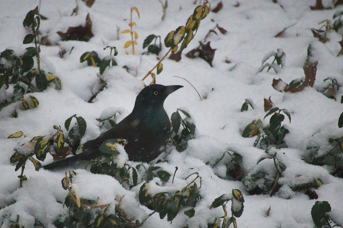 Common Grackle - ML402929091