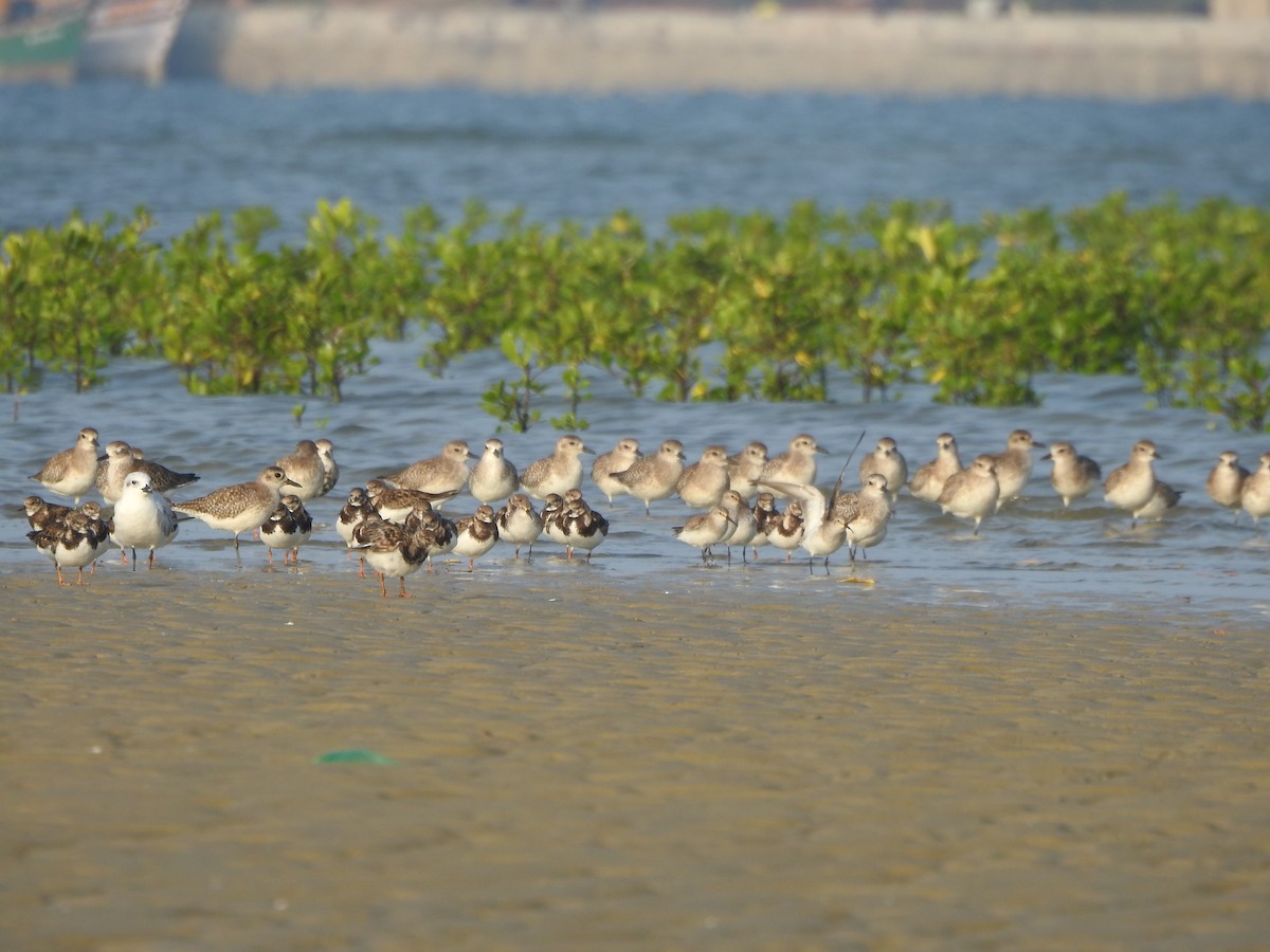 Curlew Sandpiper - Shivaprakash Adavanne