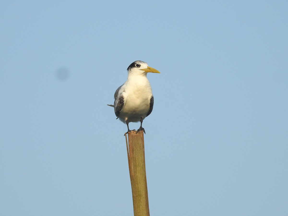 Great Crested Tern - ML402931681