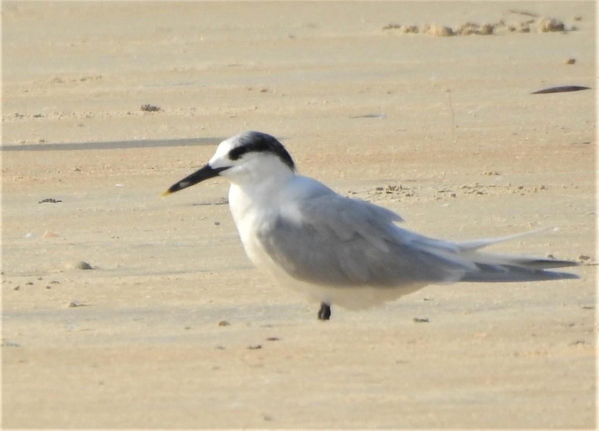 Sandwich Tern - ML402932631