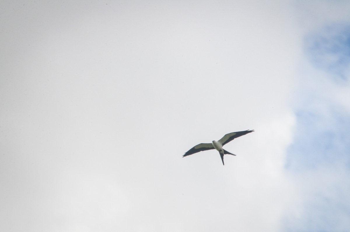 Swallow-tailed Kite - Hannah Addair