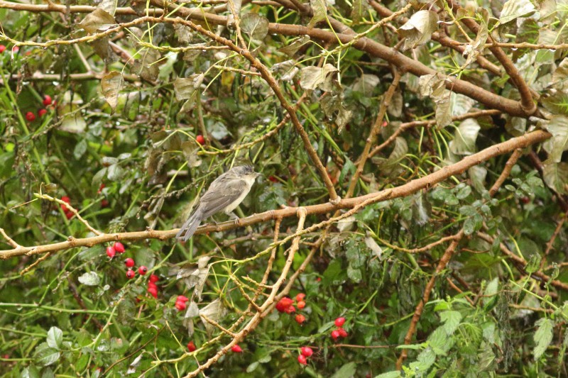 Barred Warbler - Simon Feys