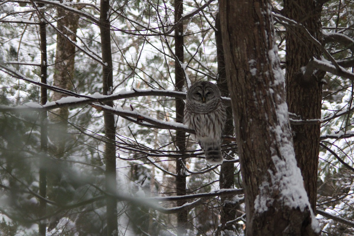 Barred Owl - Éric Lepage