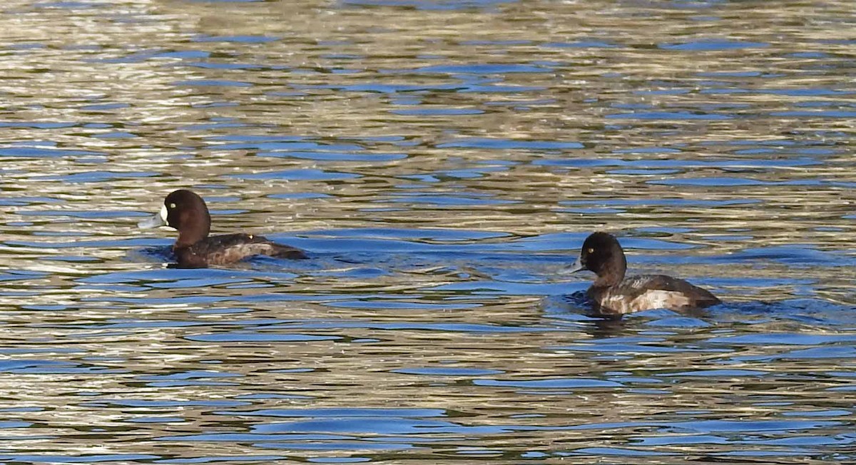 Lesser Scaup - ML402938531