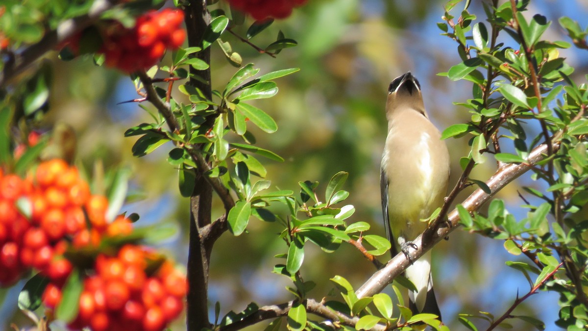 Cedar Waxwing - ML40293991