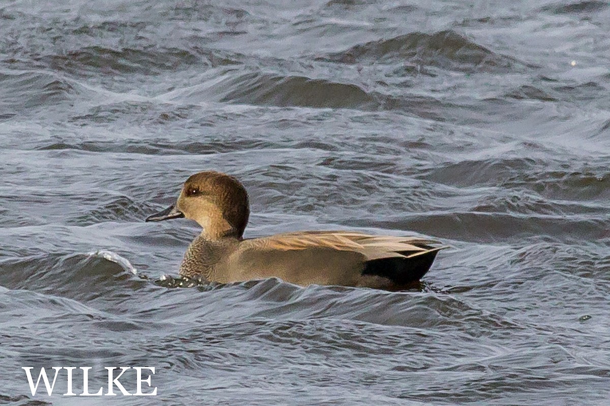 Gadwall - ML40294051