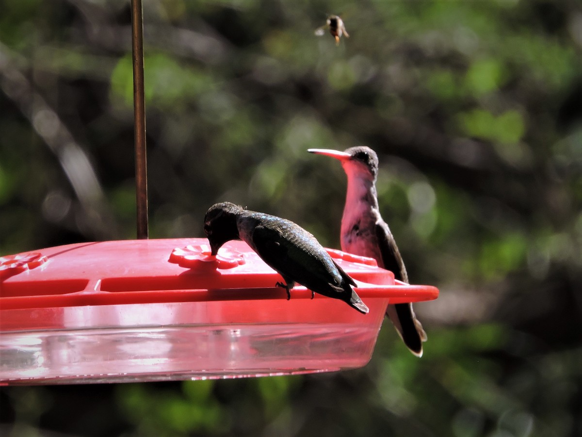 Violet-crowned Hummingbird - ML402941731