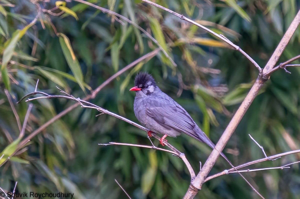 Black Bulbul - ML402944371