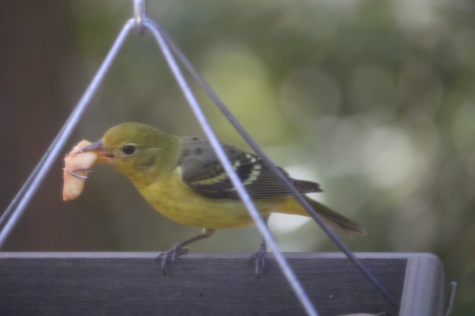 Western Tanager - ML402945011