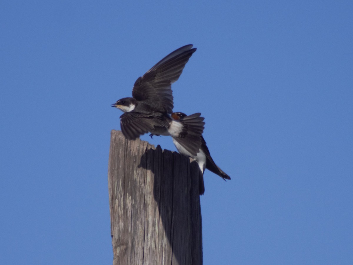 White-rumped Swallow - German Biermann