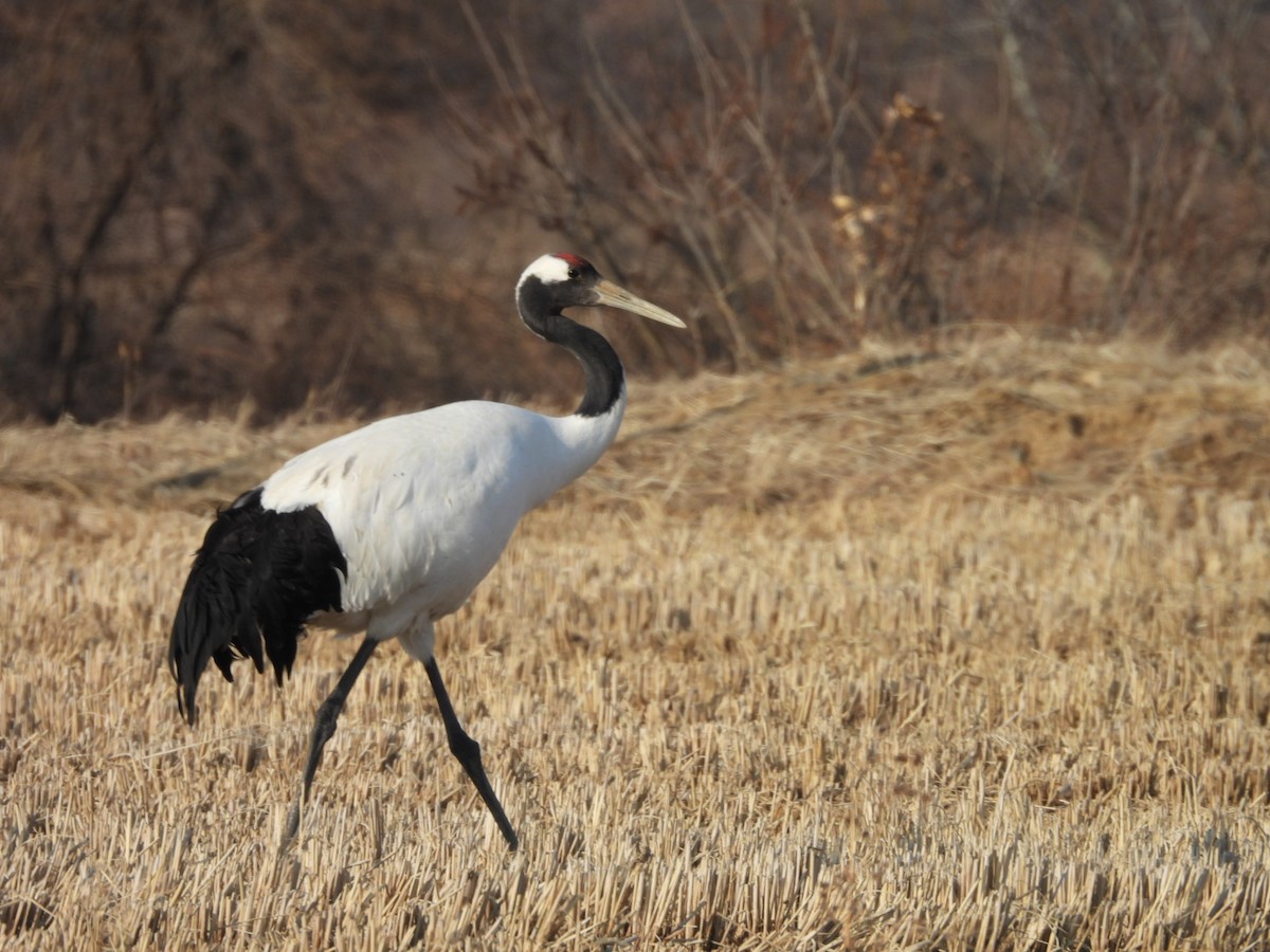 Red-crowned Crane - ML402946701