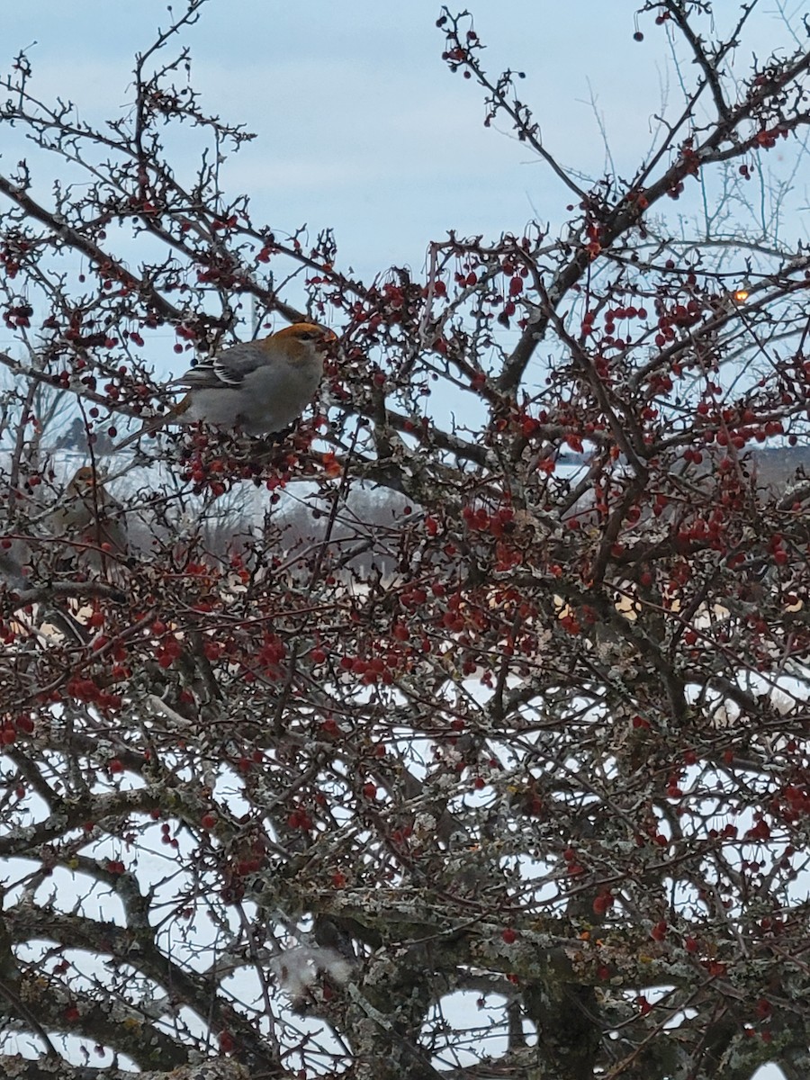 Pine Grosbeak - ML402946921