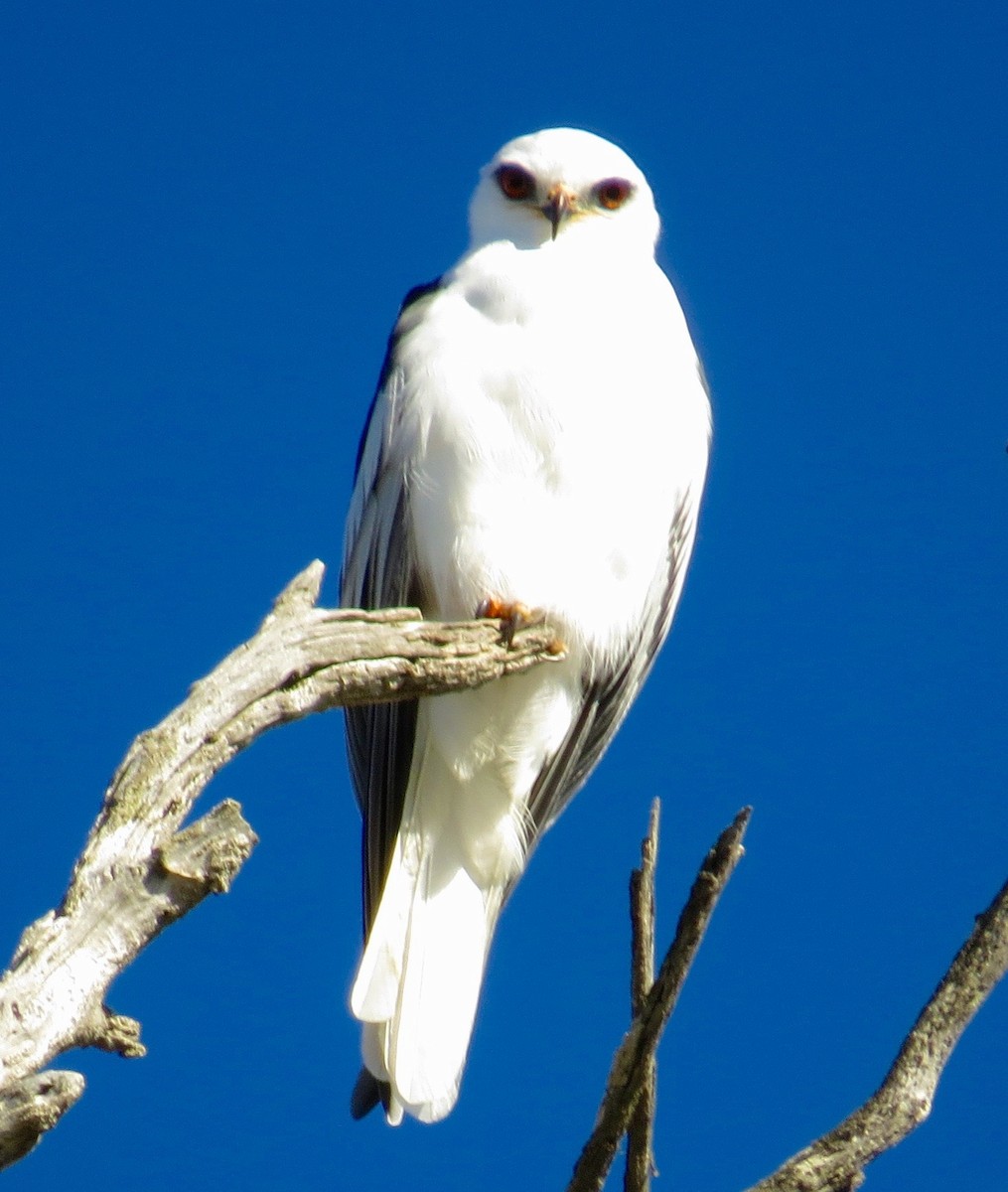 White-tailed Kite - ML40294821