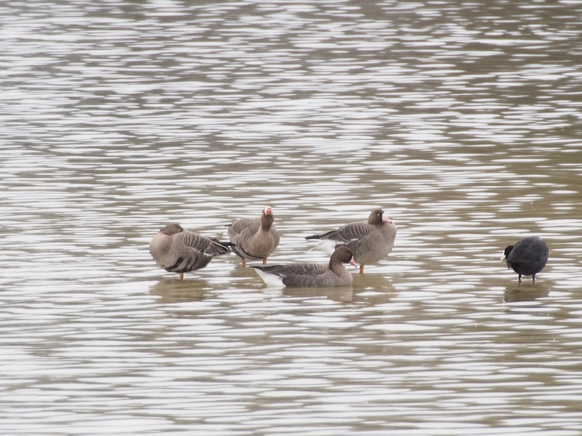 Greater White-fronted Goose - Axel Kirby