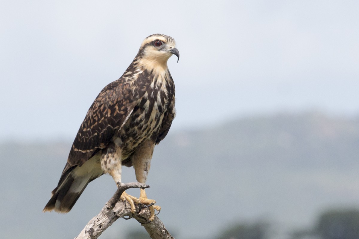 Snail Kite - ML402948991
