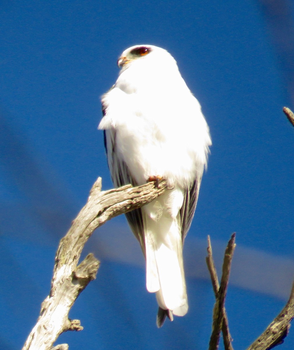 White-tailed Kite - ML40295021
