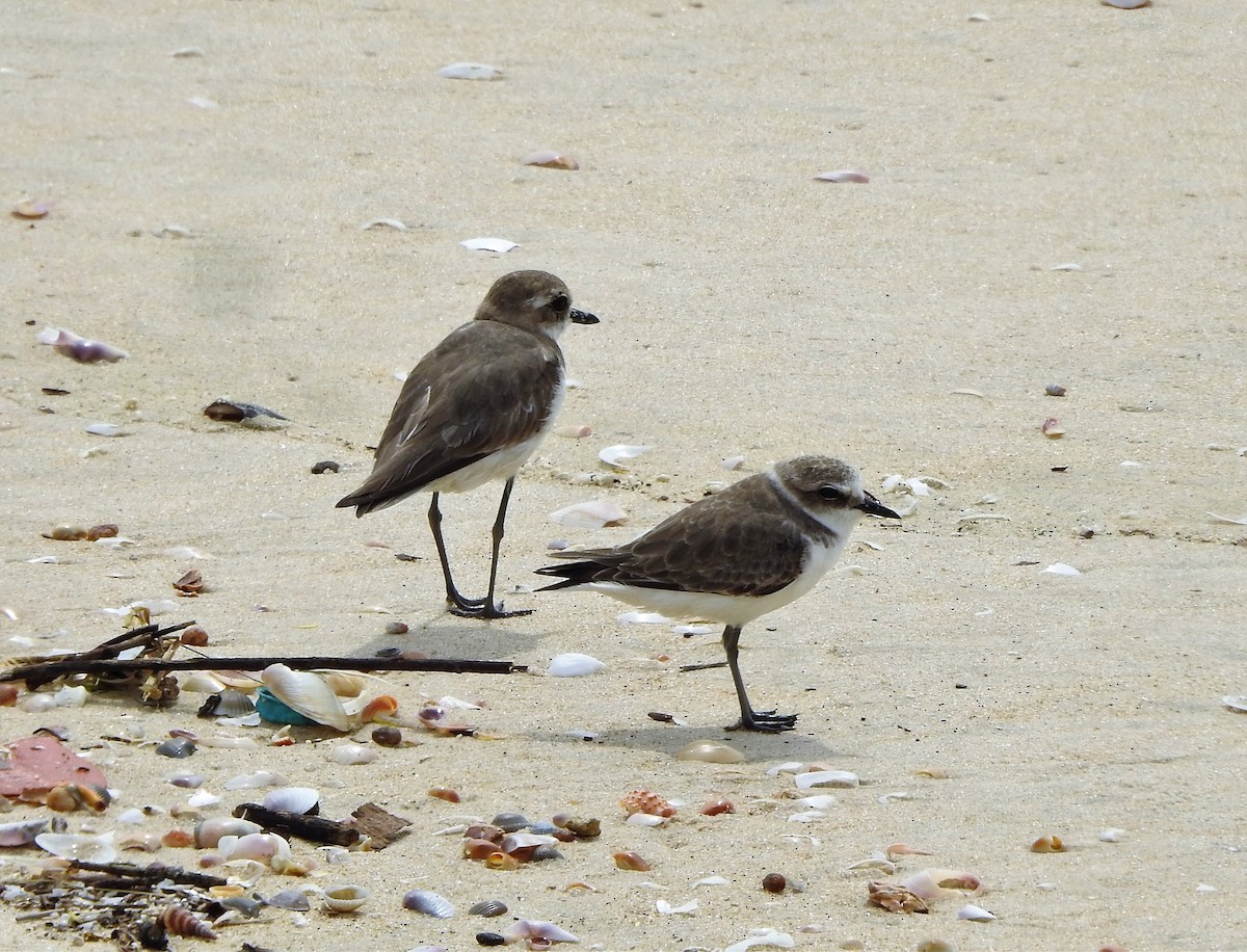 Kentish Plover - ML402950781