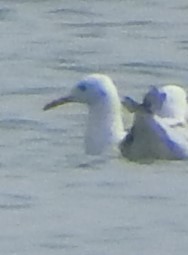 Slender-billed Gull - Shivaprakash Adavanne