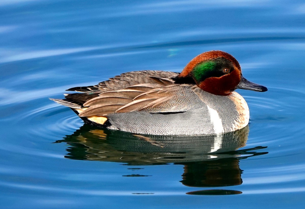 Green-winged Teal - ML402952151