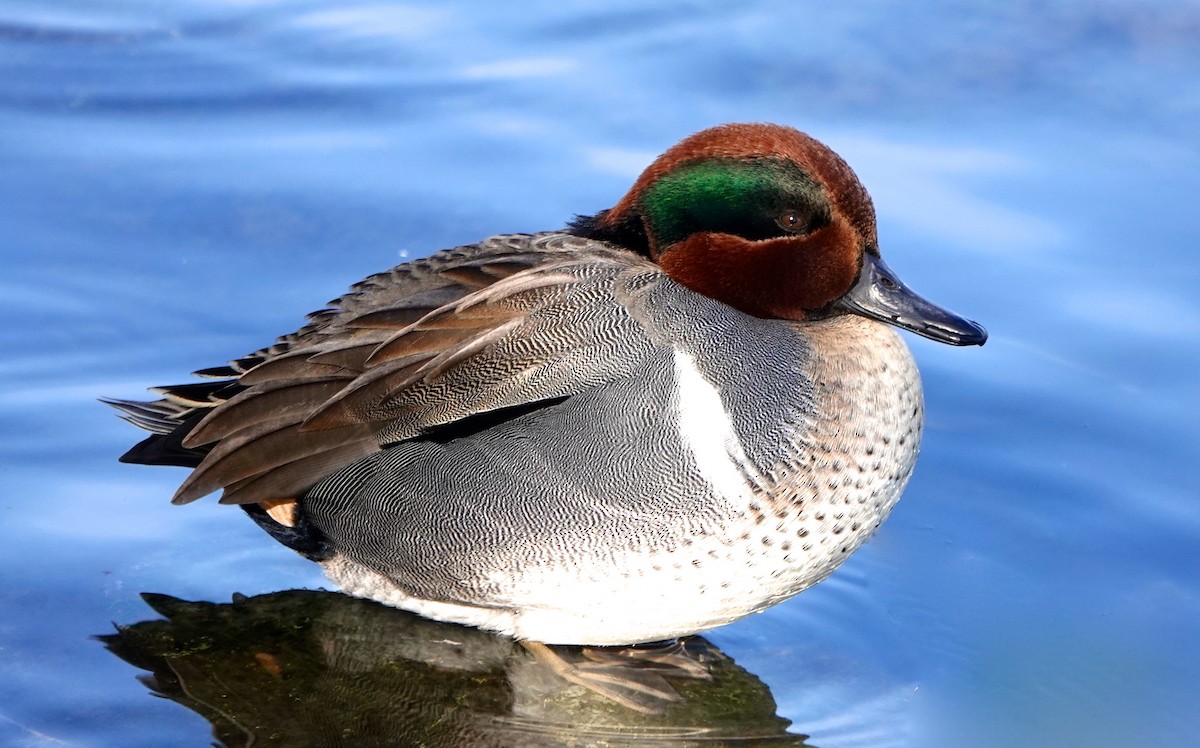 Green-winged Teal - ML402952421
