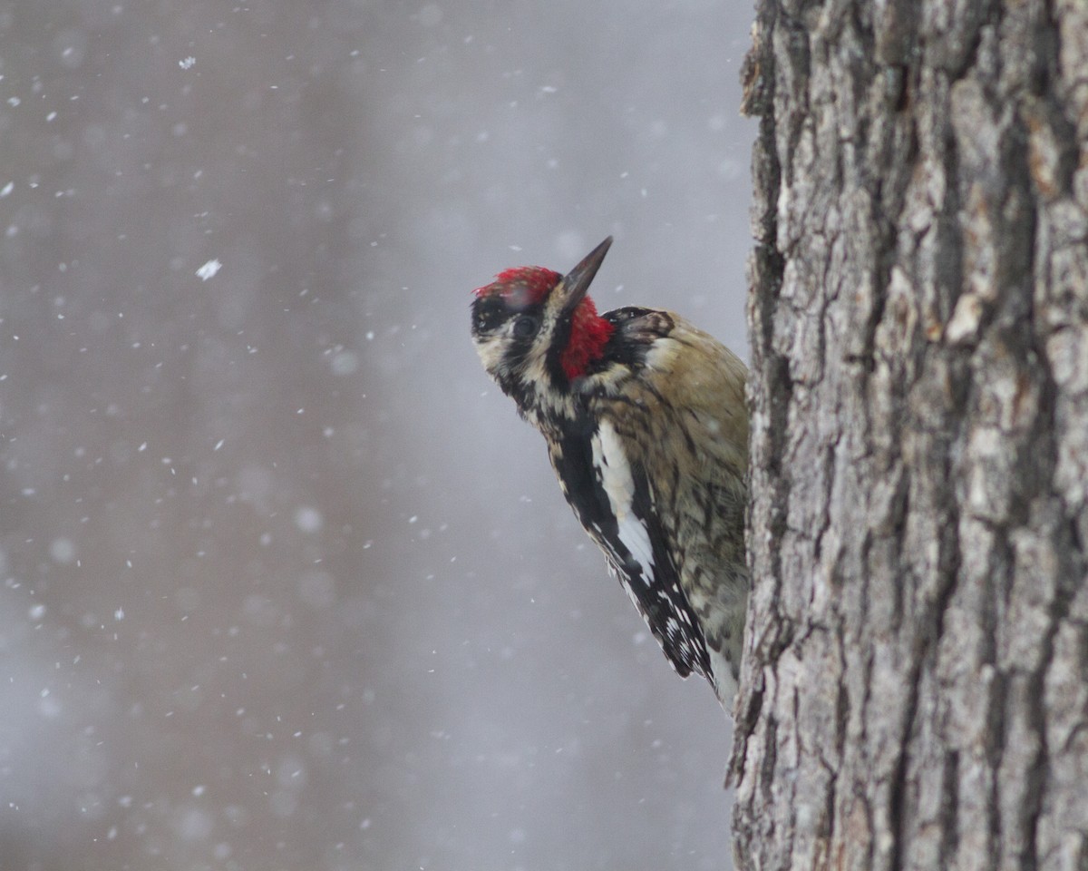 Yellow-bellied Sapsucker - Lucas Bobay