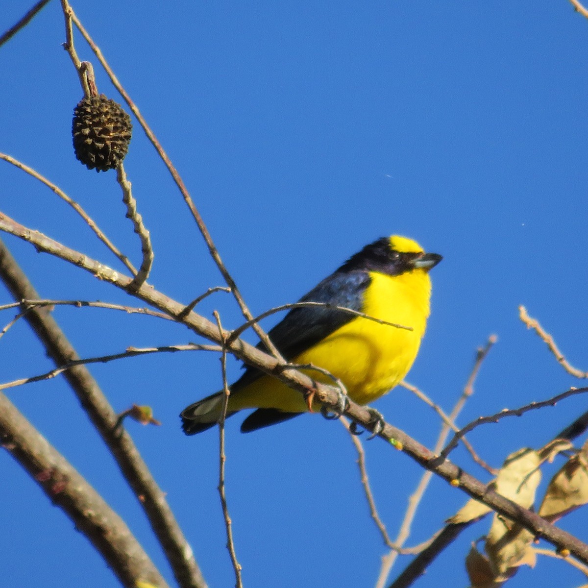 Thick-billed Euphonia - Vicente Amado Gavidia Medina