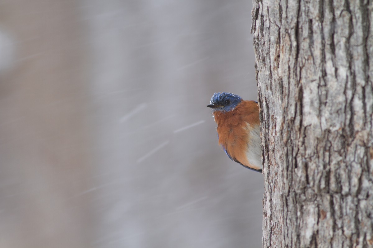 Eastern Bluebird - ML40295341