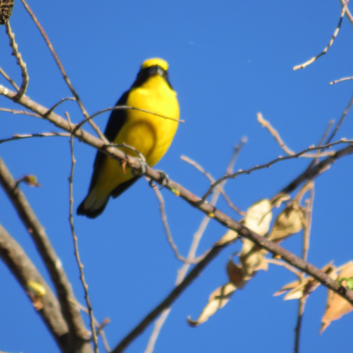 Thick-billed Euphonia - Vicente Amado Gavidia Medina