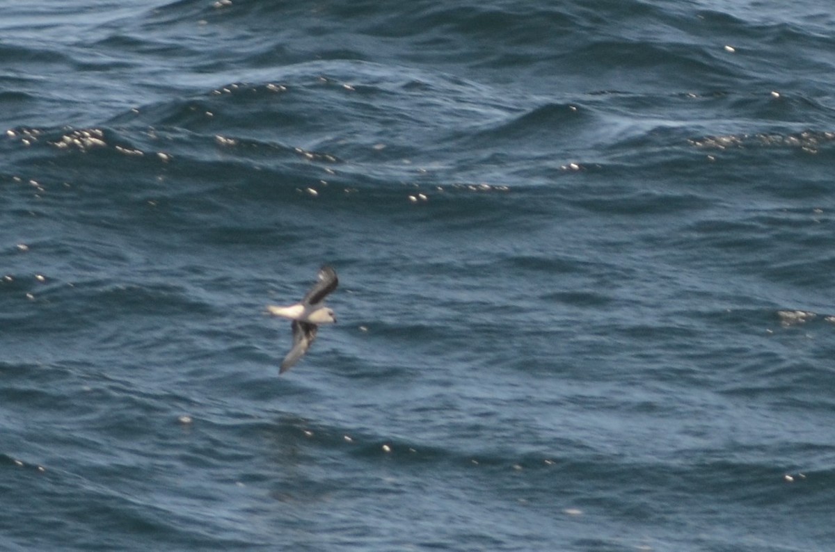 Fork-tailed Storm-Petrel - ML402953661