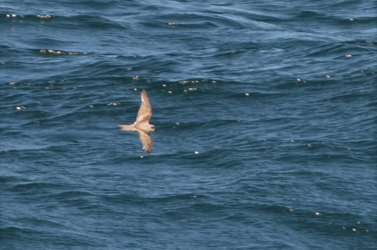 Fork-tailed Storm-Petrel - ML402953671
