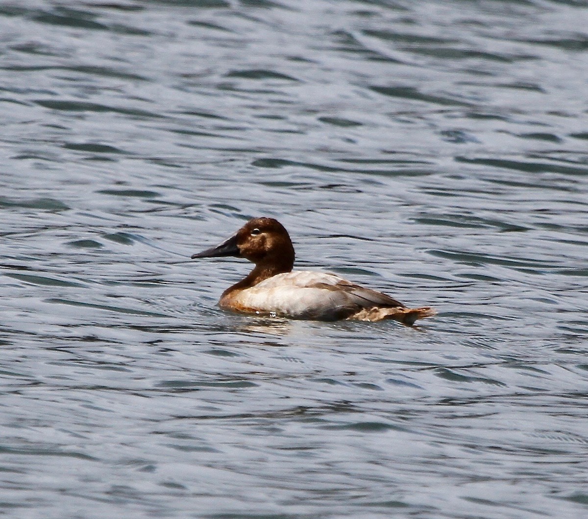 Canvasback - Sherman  Wing