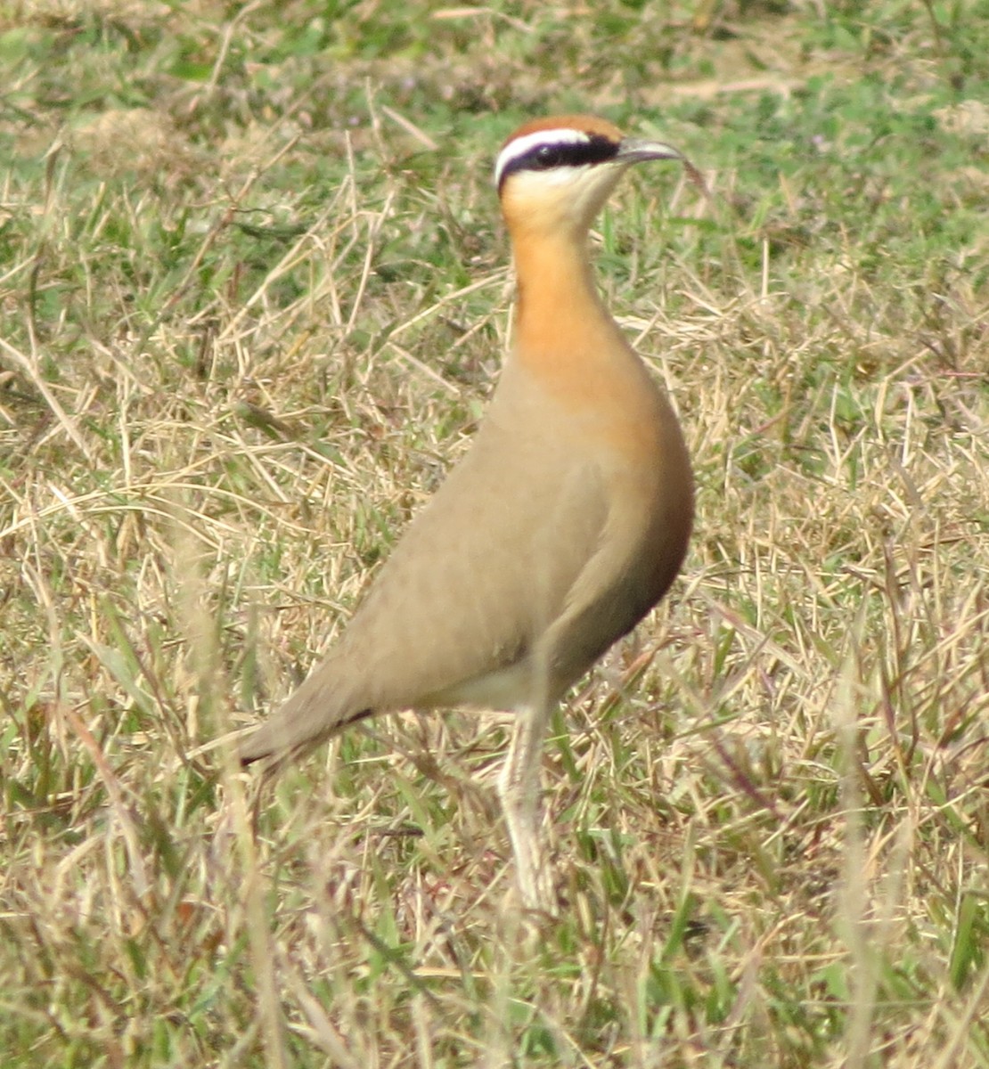 Indian Courser - Shankar Tiwari