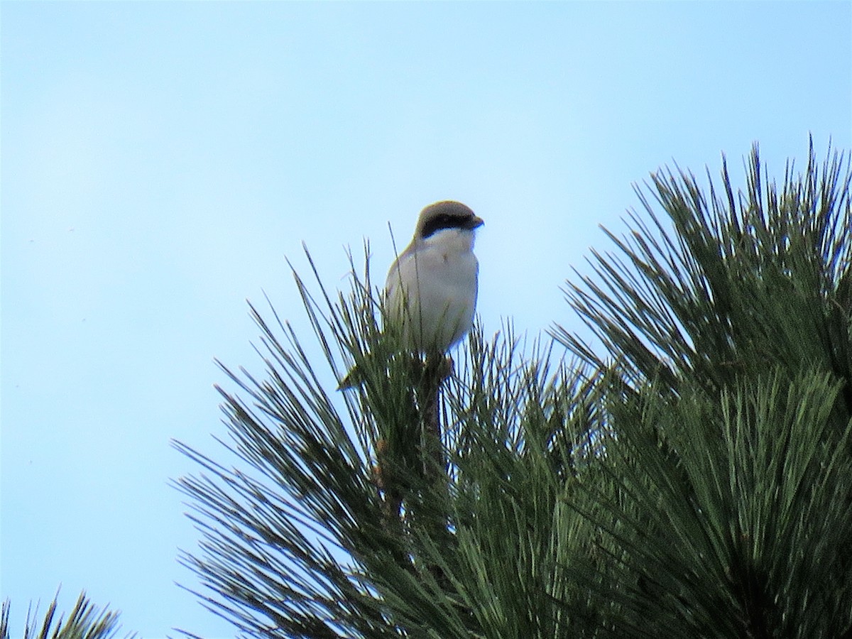 Loggerhead Shrike - ML402956511