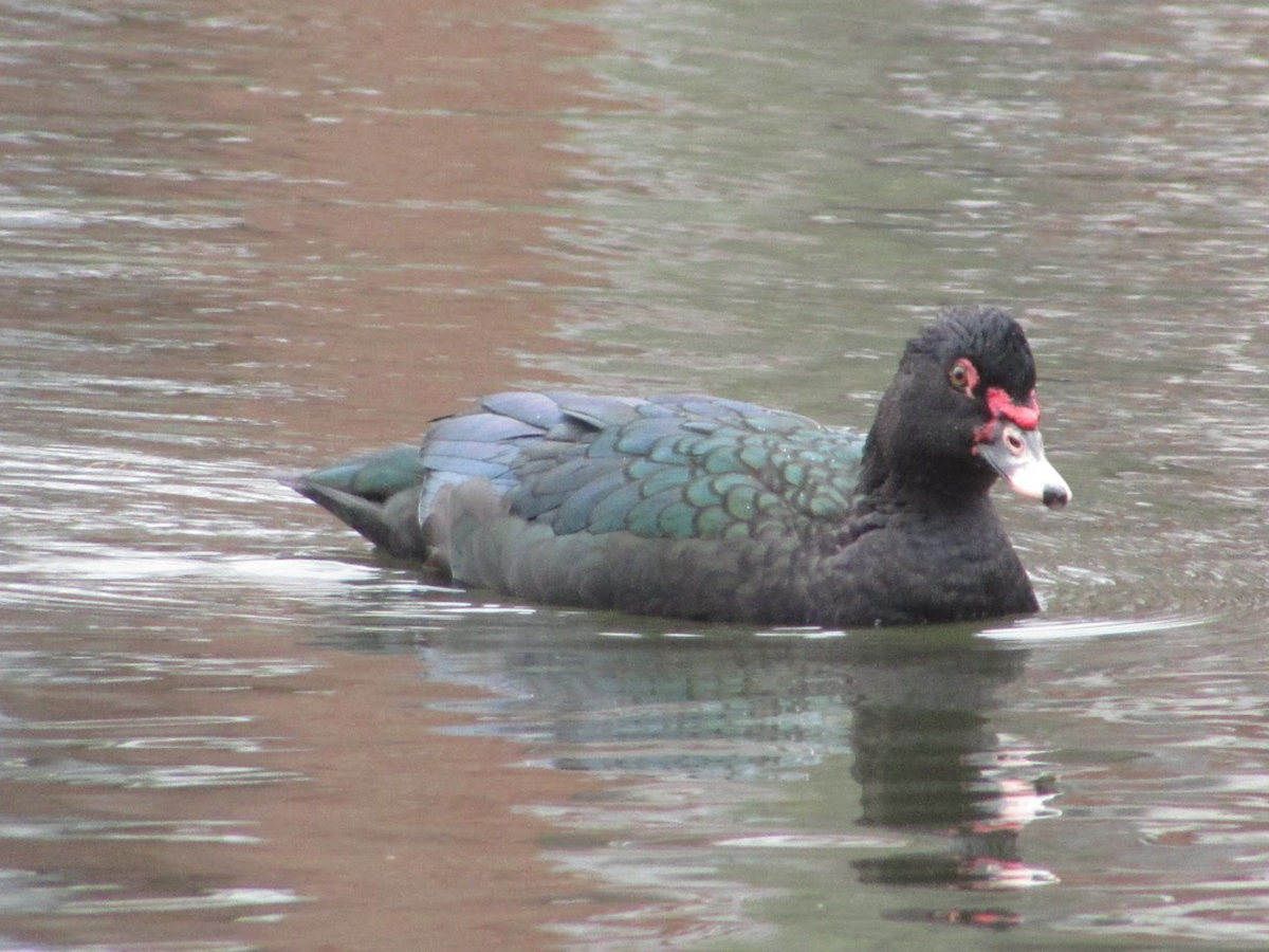 Anatra muta (domestica) - ML402956721