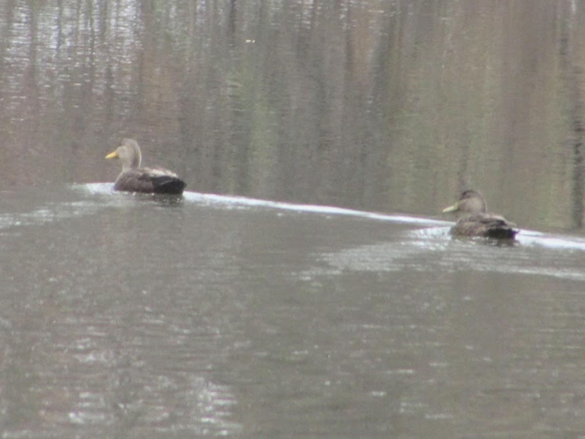 American Black Duck - ML402956731