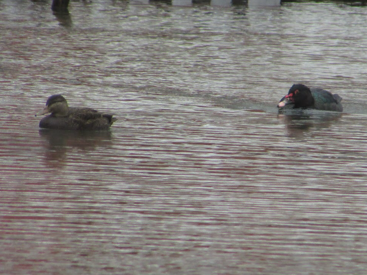 American Black Duck - ML402956791