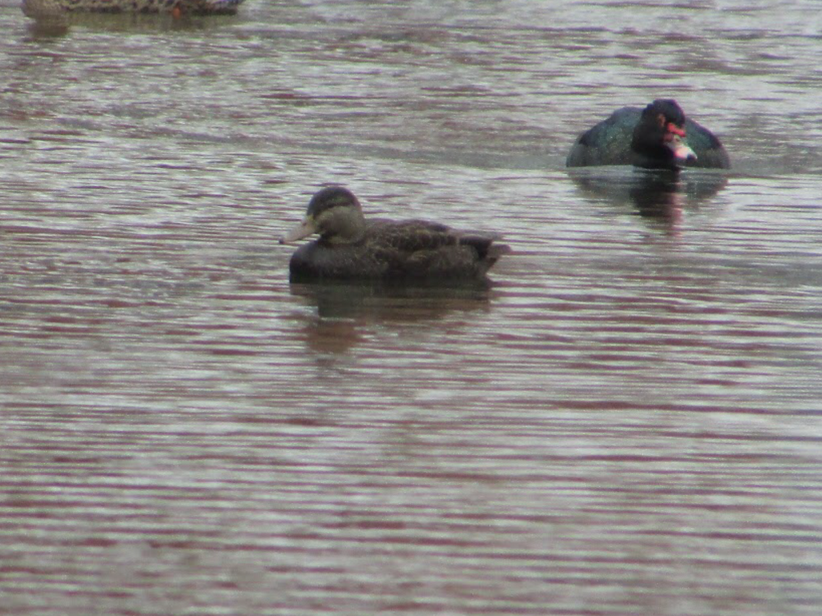 American Black Duck - ML402956811