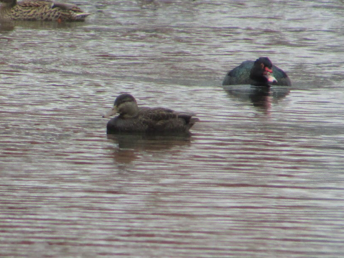 American Black Duck - ML402956871