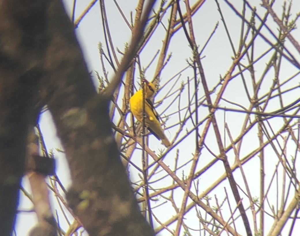Indian Golden Oriole - ML402959951